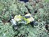 Hot Wheels ATV placed in the Cache